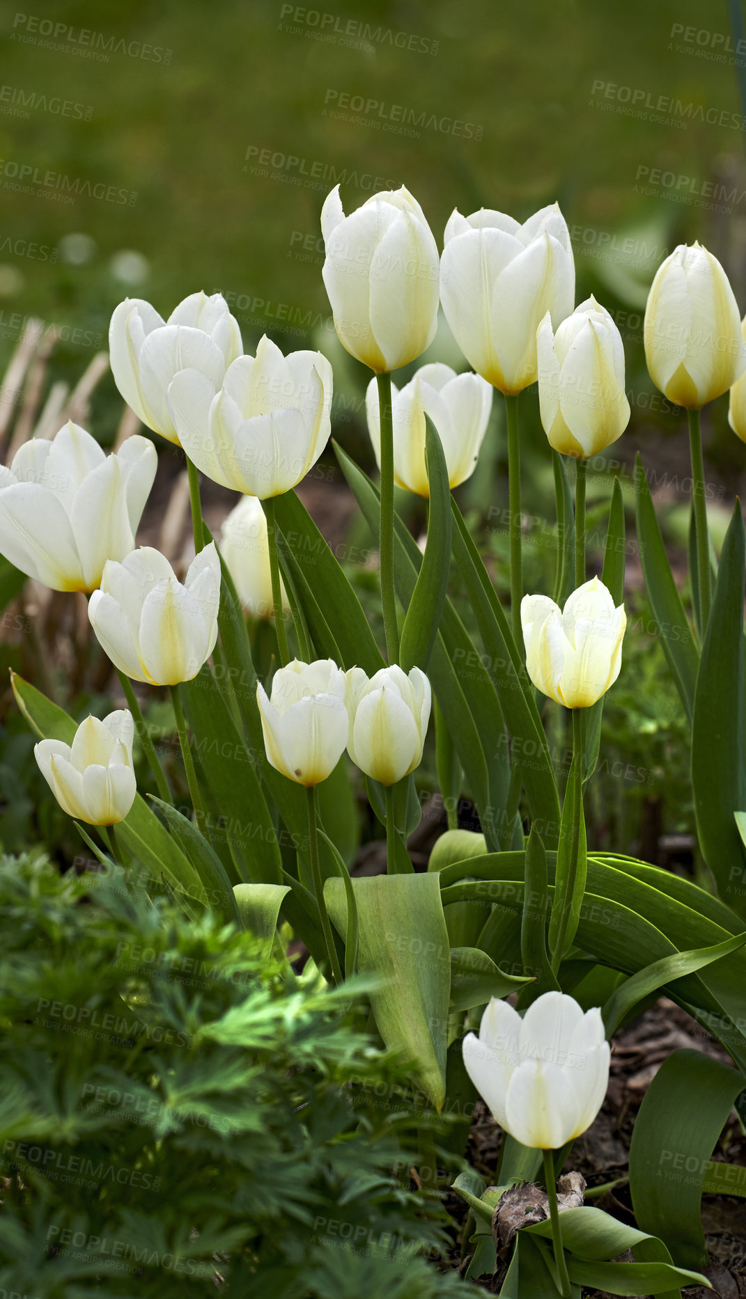 Buy stock photo Cropped shot of beautiful white tulips in a garden in early springtime