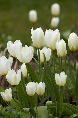 Buy stock photo White tulips growing in a garden. Didier's tulip from the tulipa gesneriana species blooming in spring in nature. Closeup of pretty natural flowering plant in a park with green stems and soft petals