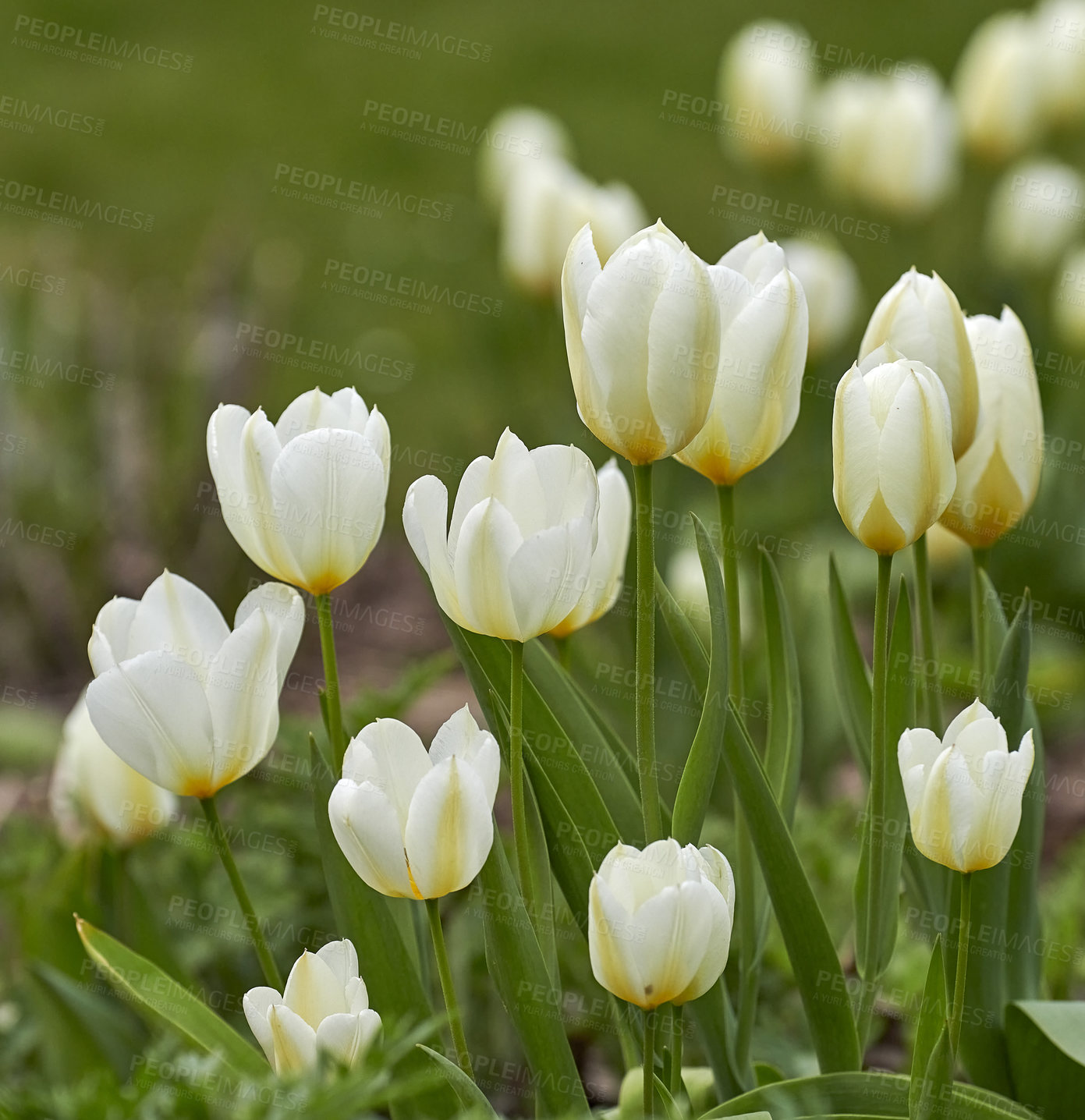 Buy stock photo White tulips growing in a yard on a sunny day. Closeup of seasonal flowers blooming in a calm field or garden. Macro details, texture and nature pattern of petals in a zen meadow or garden