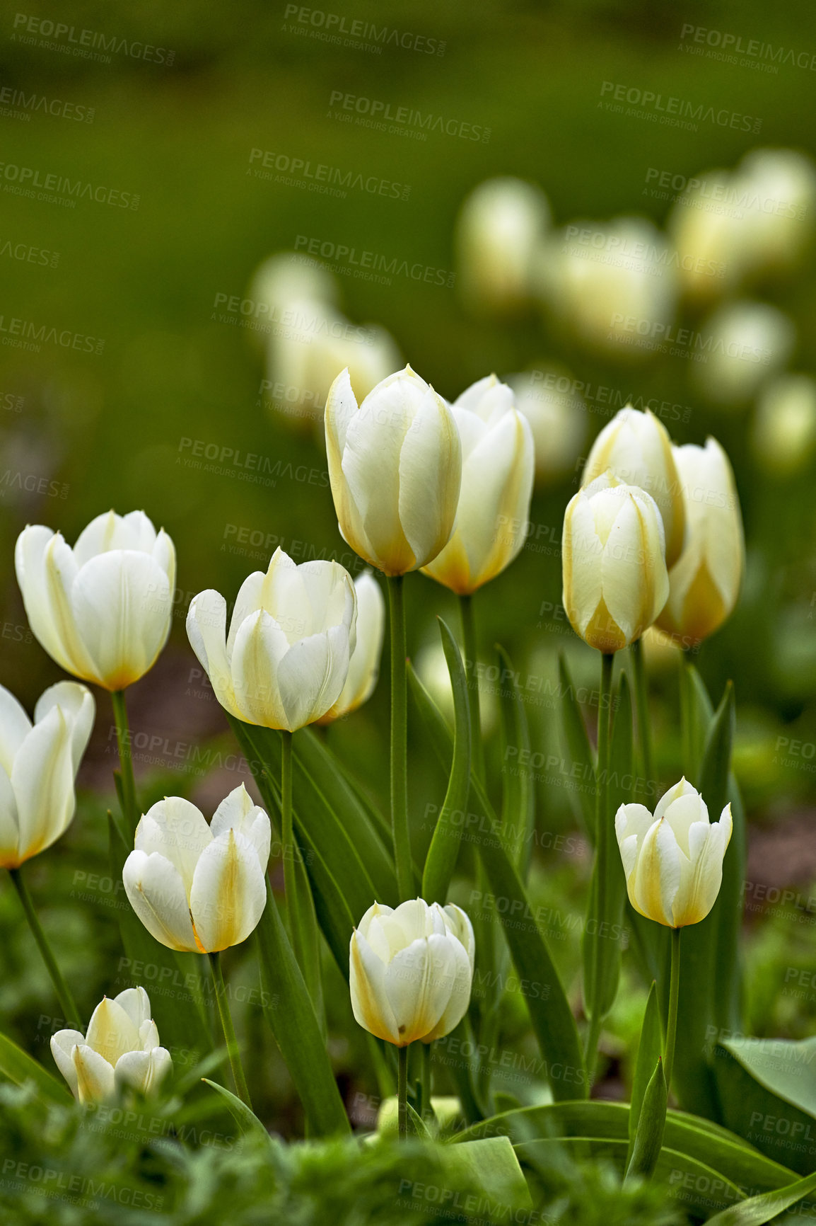 Buy stock photo Beautiful white tulips in my garden in early springtime