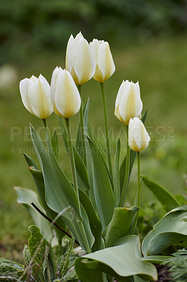 Buy stock photo Beautiful white tulips flowers in a lush garden in the yard outside during spring. Close up landscape view of gorgeous flowers with soft white petals and a vibrant green stem in nature during spring