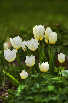 Buy stock photo Closeup of white Tulips in the wild on a sunny, quiet day with copy space. Zoom in on seasonal flowers growing in a field or garden. Details, texture and pattern of a flowerhead in a zen forest