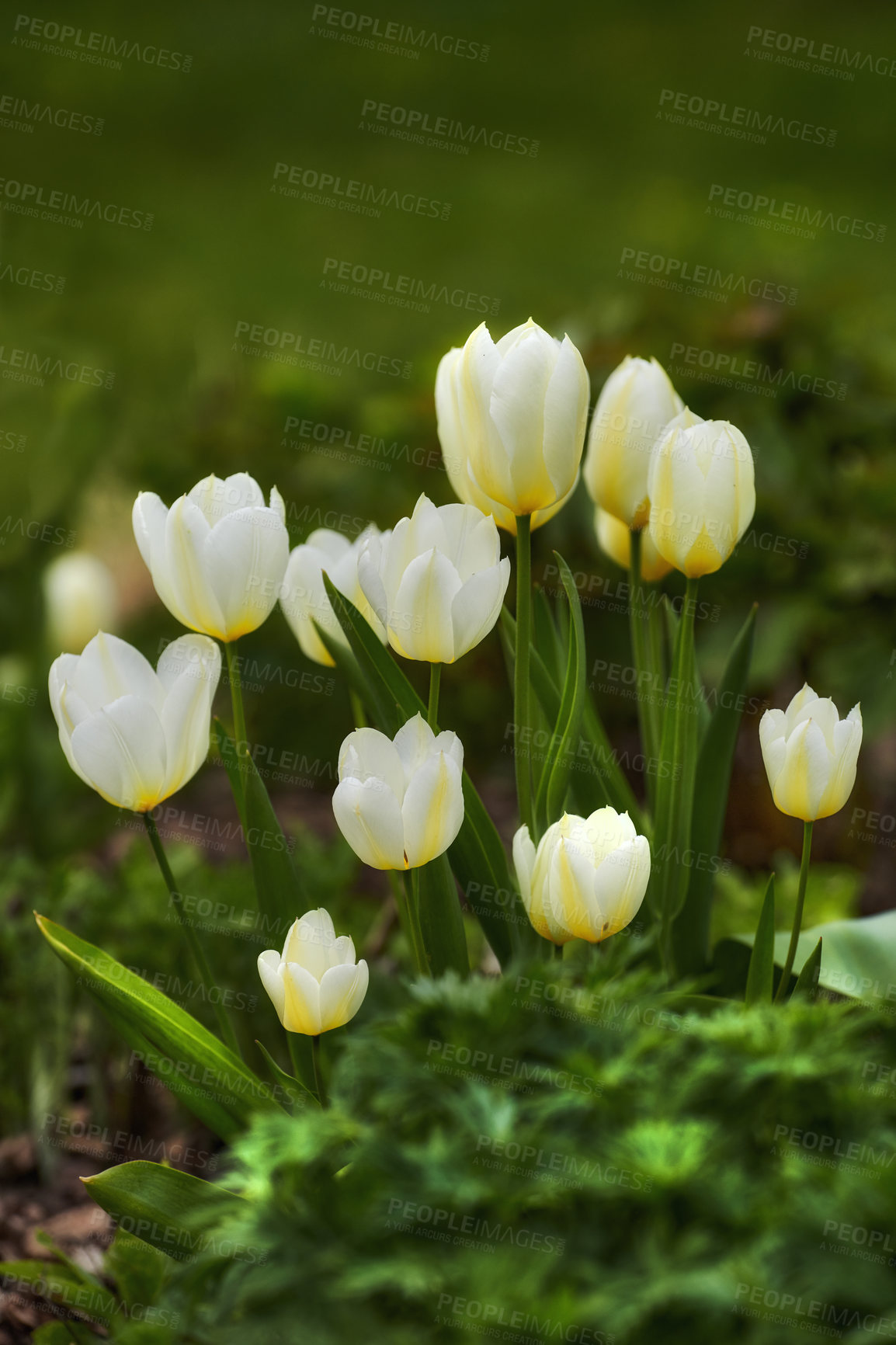 Buy stock photo Closeup of white Tulips in the wild on a sunny, quiet day with copy space. Zoom in on seasonal flowers growing in a field or garden. Details, texture and pattern of a flowerhead in a zen forest