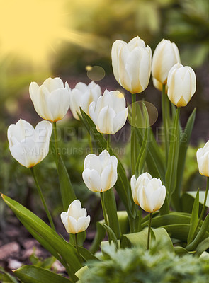 Buy stock photo Cropped shot of beautiful white tulips in a garden in early springtime