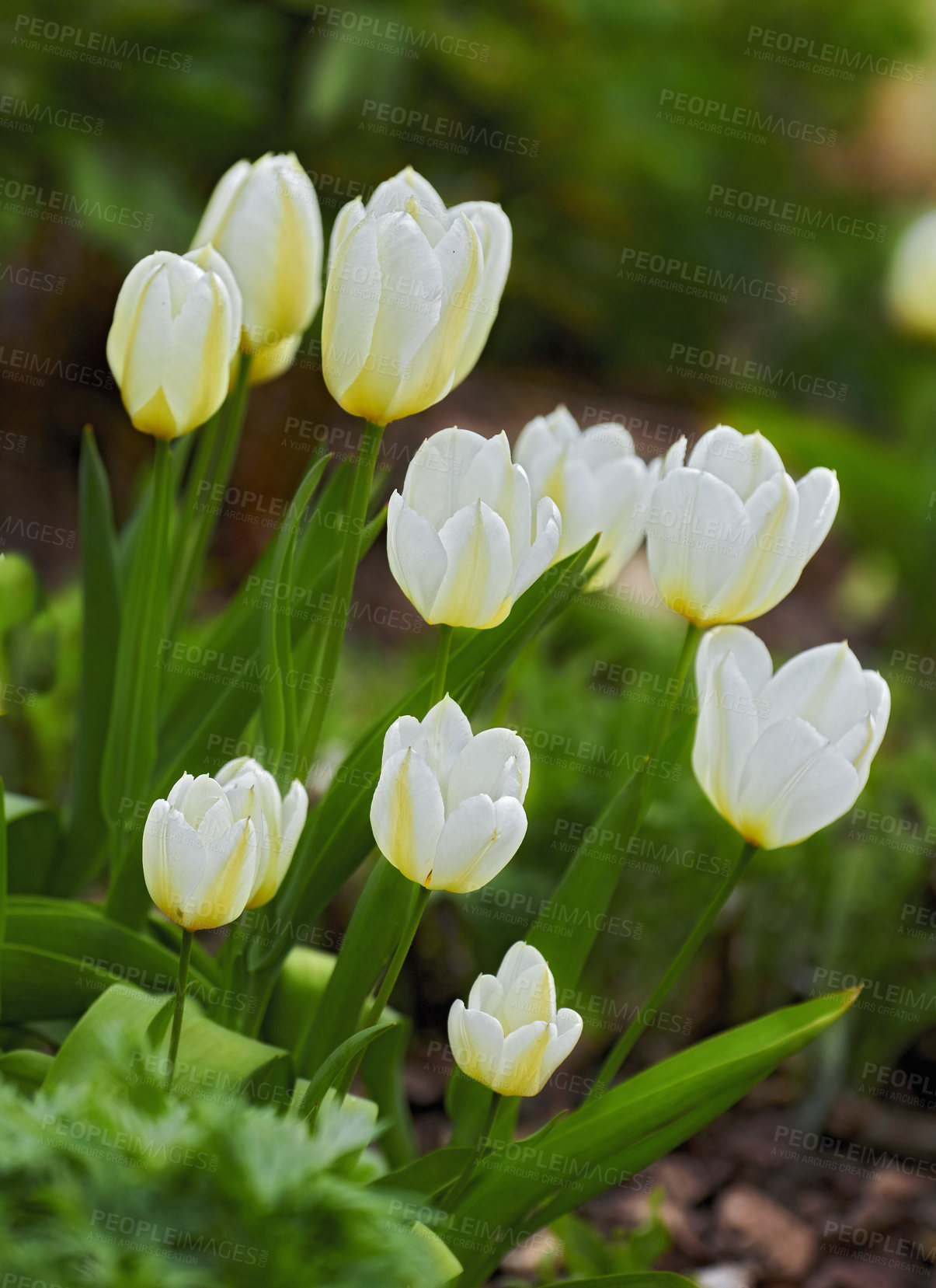 Buy stock photo Beautiful white tulips in my garden in early springtime