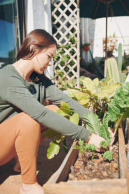 Buy stock photo Shot of a young woman harvesting food from her garden