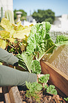 Take pride in growing your own food