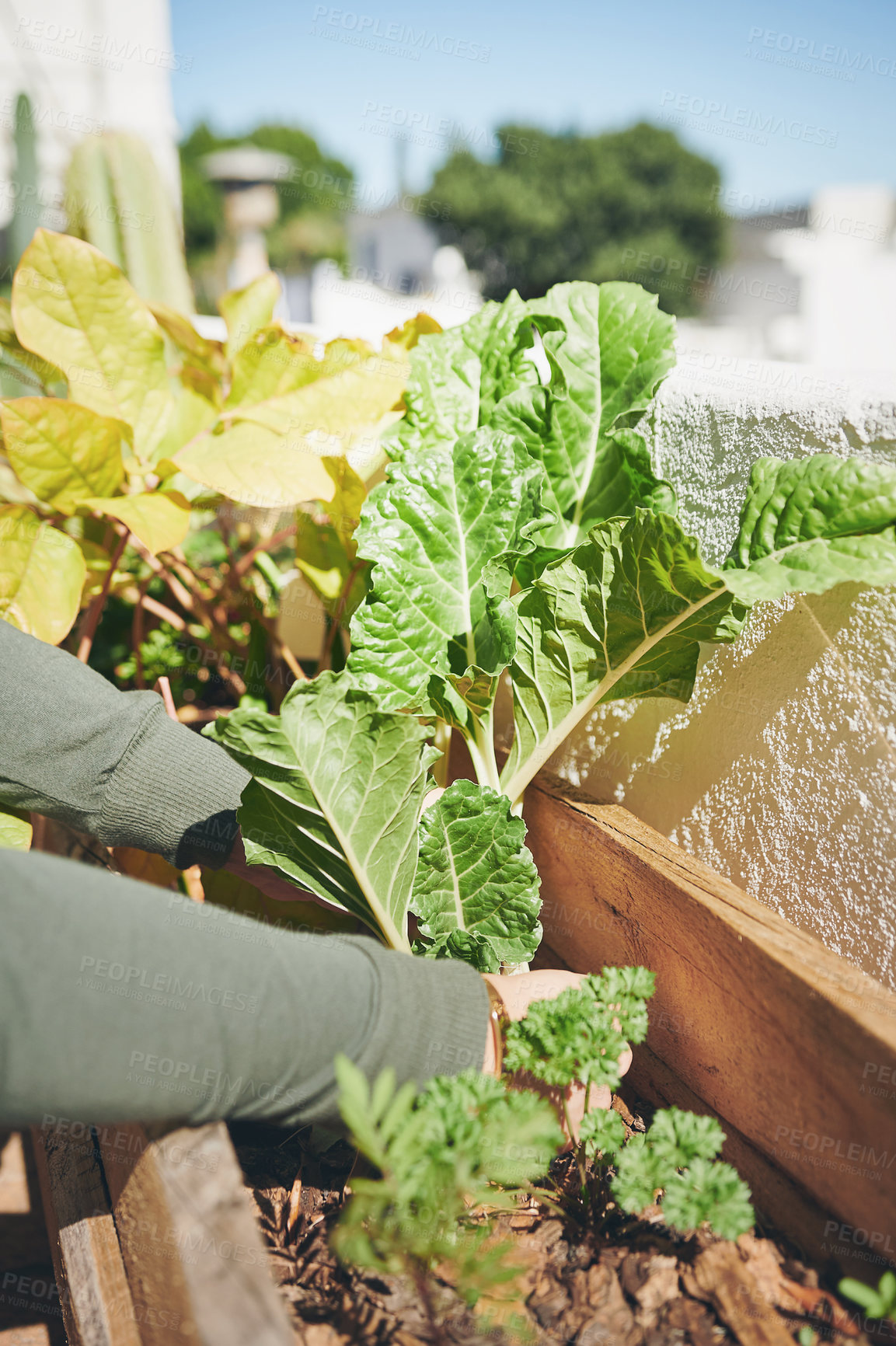 Buy stock photo Shot of a young woman harvesting food from her garden