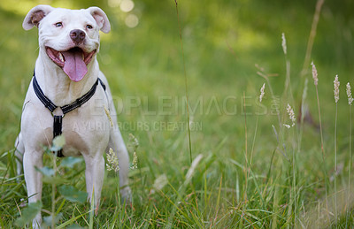 Buy stock photo Shot of a dog sitting in a garden