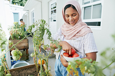 Buy stock photo Muslim woman, gardening and fruit in home backyard or growing vegetables or fresh tomato, herbs or sustainability. Female person, hijab and hobby as plant environment or healthy, organic or harvest