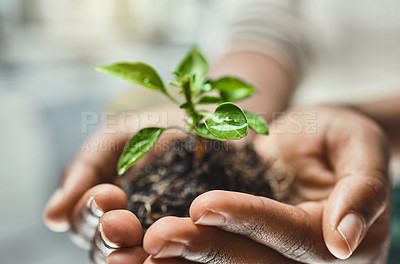 Buy stock photo Closeup of person hands, ecology with plant in soil and growth, eco friendly business with sustainability, nature and development. Leaves growing, environment and new investment, agriculture and hope