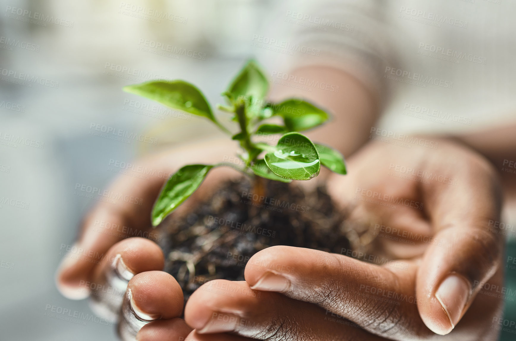 Buy stock photo Closeup of person hands, ecology with plant in soil and growth, eco friendly business with sustainability, nature and development. Leaves growing, environment and new investment, agriculture and hope