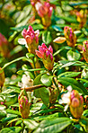 Rhododendron - garden flowers in May