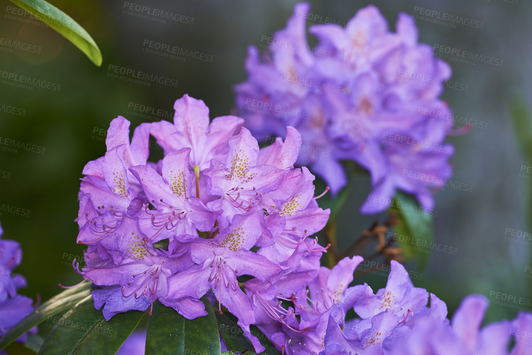 Buy stock photo Rhododendron is a genus of 1,024 species of woody plants in the heath family, either evergreen or deciduous, and found mainly in Asia, although it is also widespread throughout the Southern Highlands of the Appalachian Mountains of North America.