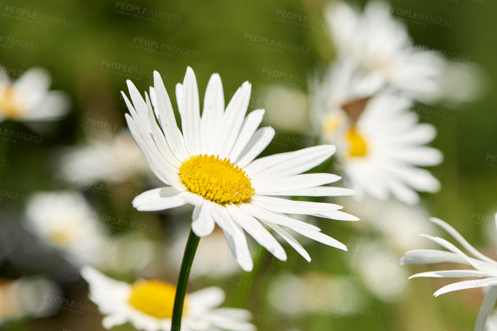 Buy stock photo Beautiful vibrant daisies growing in a backyard or park in spring season. One white daisy Marguerite flower with sunlight in a garden. Closeup details of pretty bright flower petal outdoor in summer.