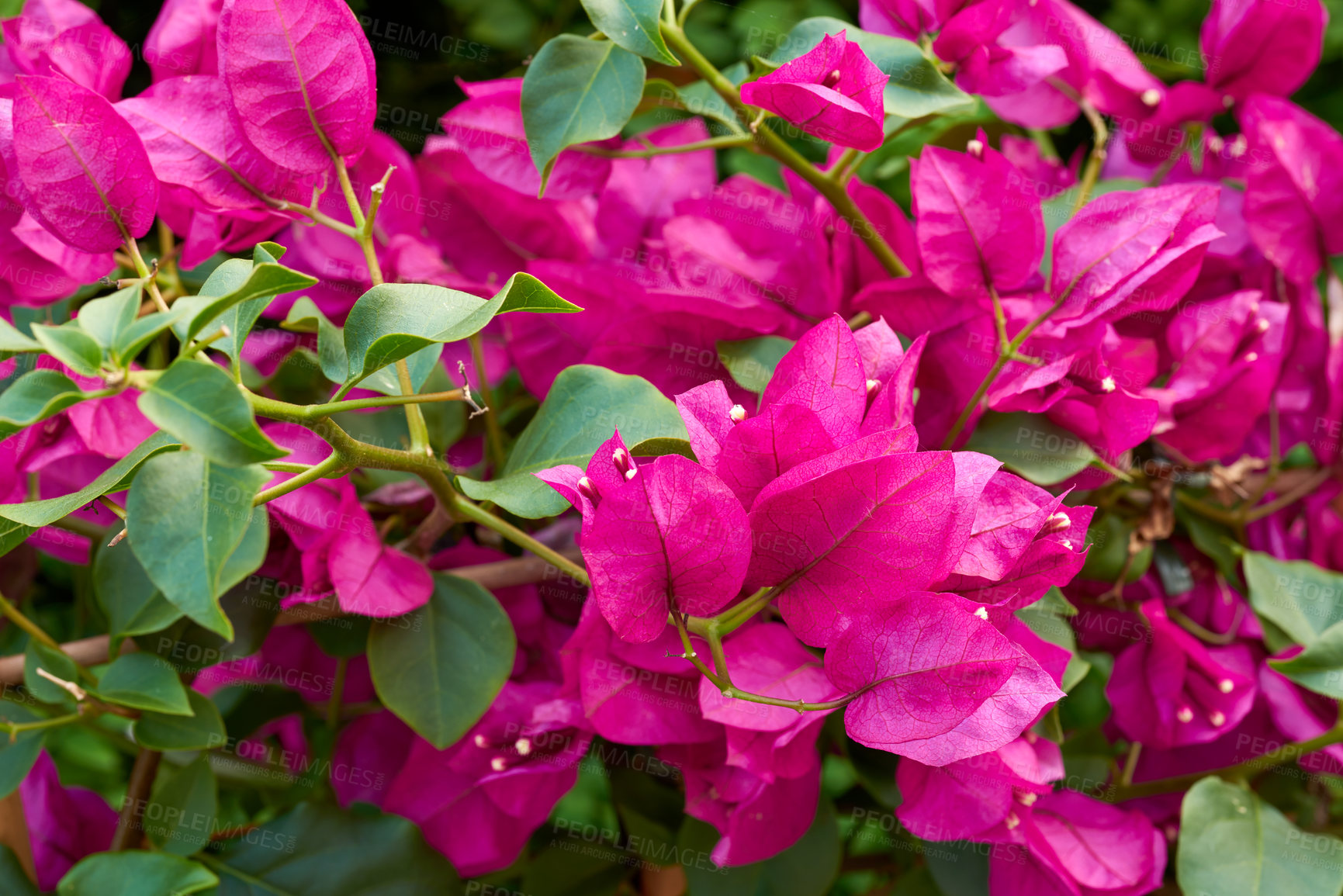 Buy stock photo Spring, bush and flowers in nature for growth, outdoor environment and sustainability for ecology. Tropical plant, botany and flora in blooming season for development, bougainvillea blossom or garden