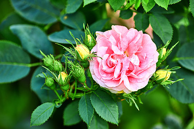 Buy stock photo Colorful pink flowers growing in a garden. Closeup of great maiden's blush roses or rosa alba incarnata with bright petals blooming and blossoming in nature on a sunny day in spring from above