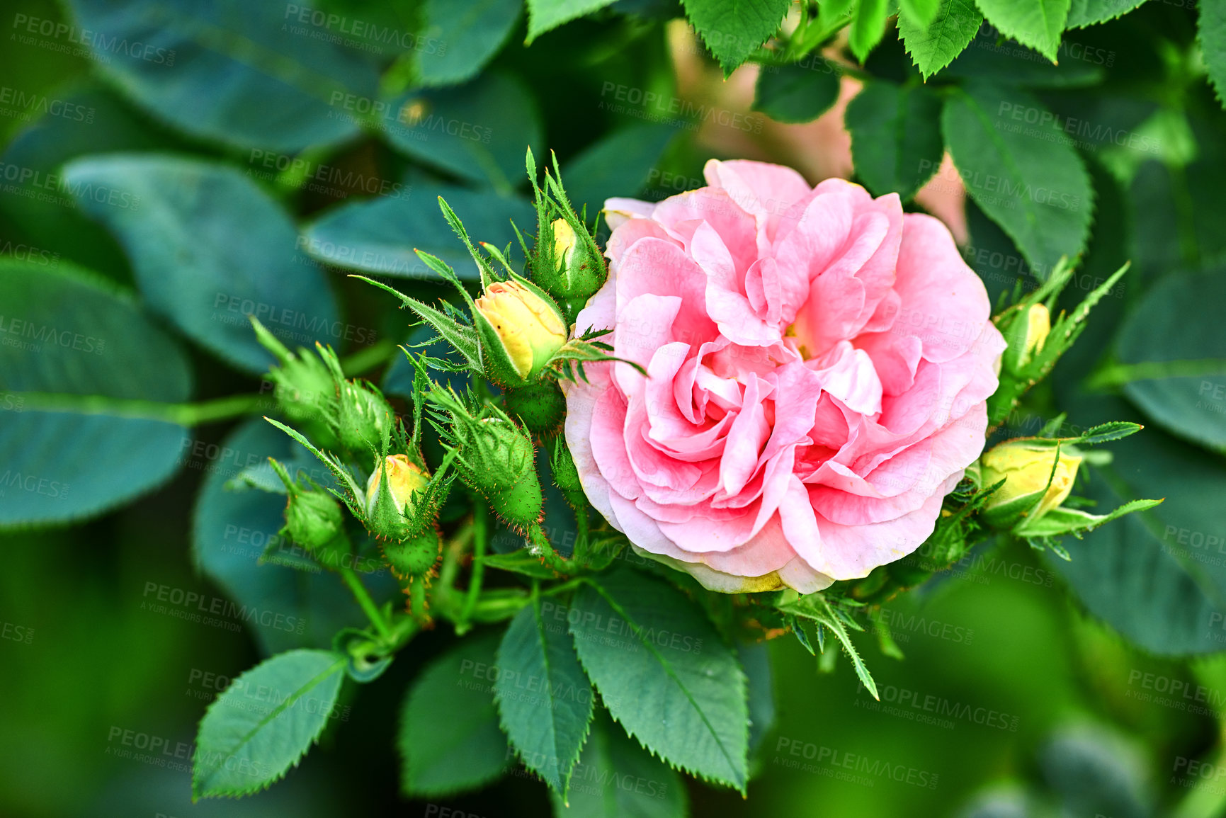 Buy stock photo Colorful pink flowers growing in a garden. Closeup of great maiden's blush roses or rosa alba incarnata with bright petals blooming and blossoming in nature on a sunny day in spring from above