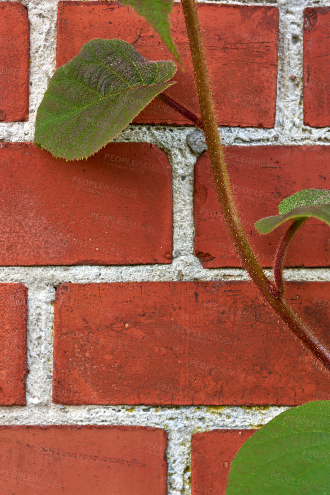 Buy stock photo Beautiful green plant against a brick wall in a backyard, garden or park in nature. Closeup of leafy plants, vegetation or flower on a wall in a natural environment in a yard or lawn