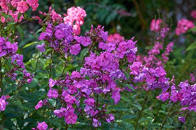 Buy stock photo A series of beautiful garden photos