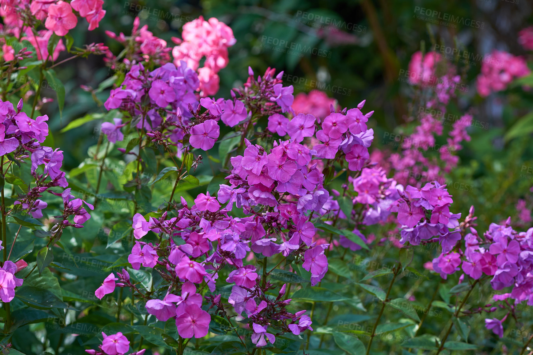 Buy stock photo A series of beautiful garden photos