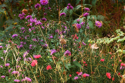 Buy stock photo A series of beautiful garden photos