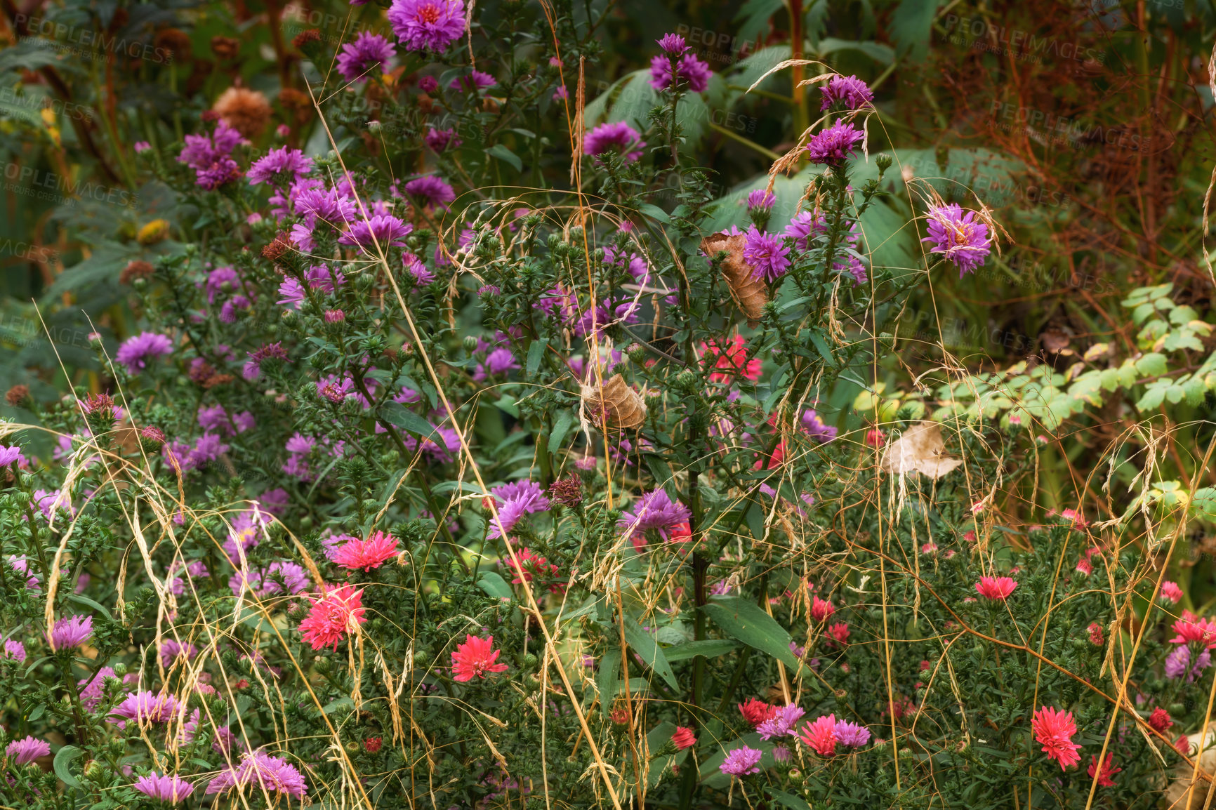 Buy stock photo A series of beautiful garden photos