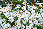 A close-up photo of Marguerite - daisies