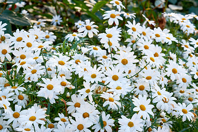 Buy stock photo White daisies growing in a spring garden. Nature landscape of many bright, beautiful Marguerite flowers in a park. Gardening perennial plants for outside, backyard decoration or park landscaping