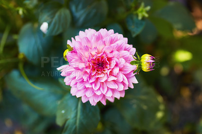 Buy stock photo A series of beautiful garden photos