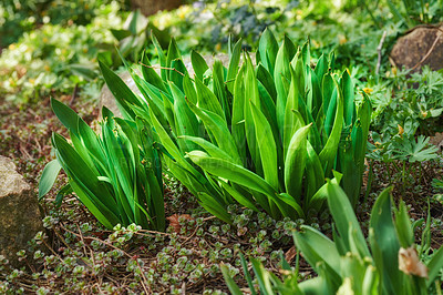 Buy stock photo Closeup of green autumn crocus plants growing in mineral rich and nutritious soil in a private, landscaped and secluded home garden. Textured detail of budding colchicum autumnale flowers in backyard