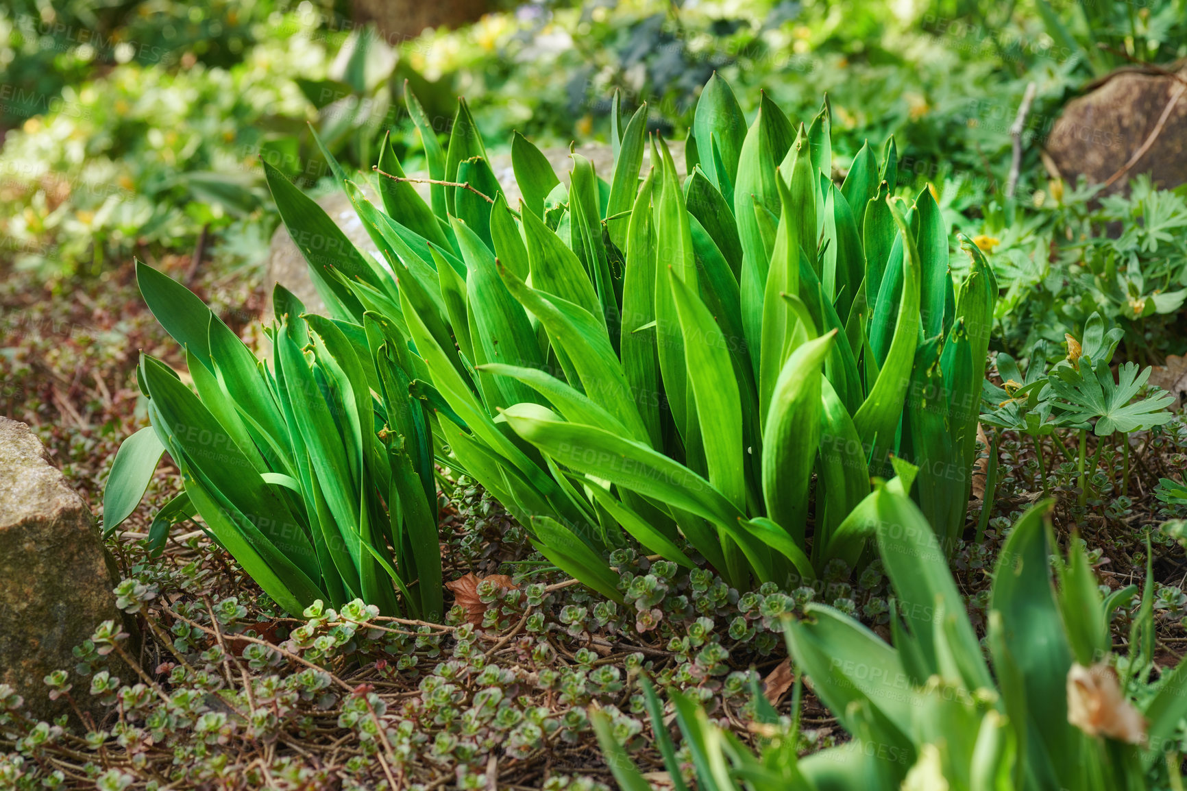 Buy stock photo Closeup of green autumn crocus plants growing in mineral rich and nutritious soil in a private, landscaped and secluded home garden. Textured detail of budding colchicum autumnale flowers in backyard