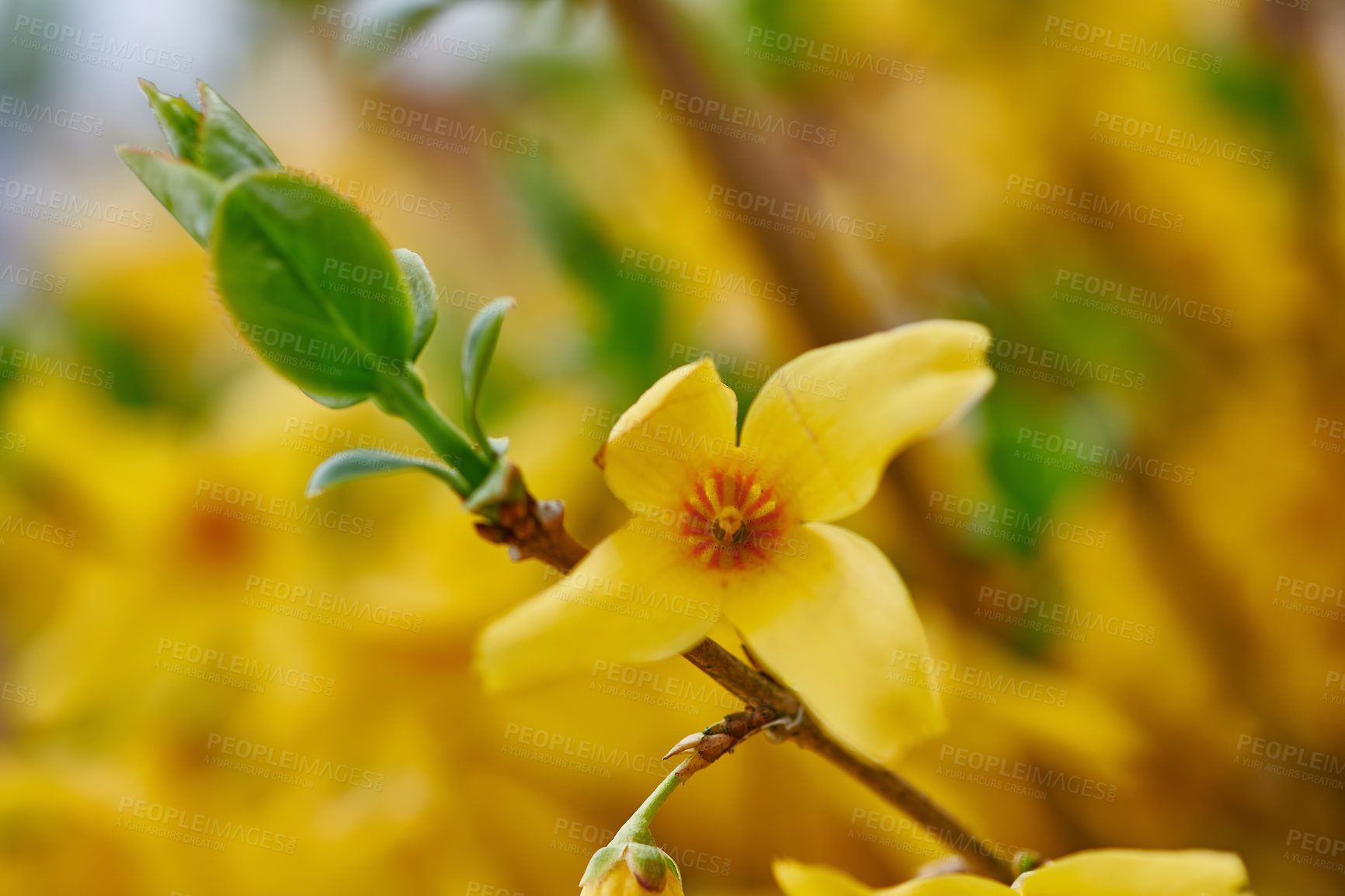 Buy stock photo Beautiful vibrant border forsythia flower growing in a backyard or garden in spring season. Closeup of a yellow plant with bokeh background. Closeup details of pretty bright petal outdoor in summer