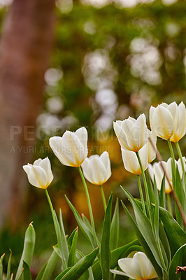 Buy stock photo Beautiful white tulips growing in the garden in early spring on a sunny day. Vibrant flowers blooming outdoors in a park on a summer afternoon. Botanical foliage blossoming in nature 