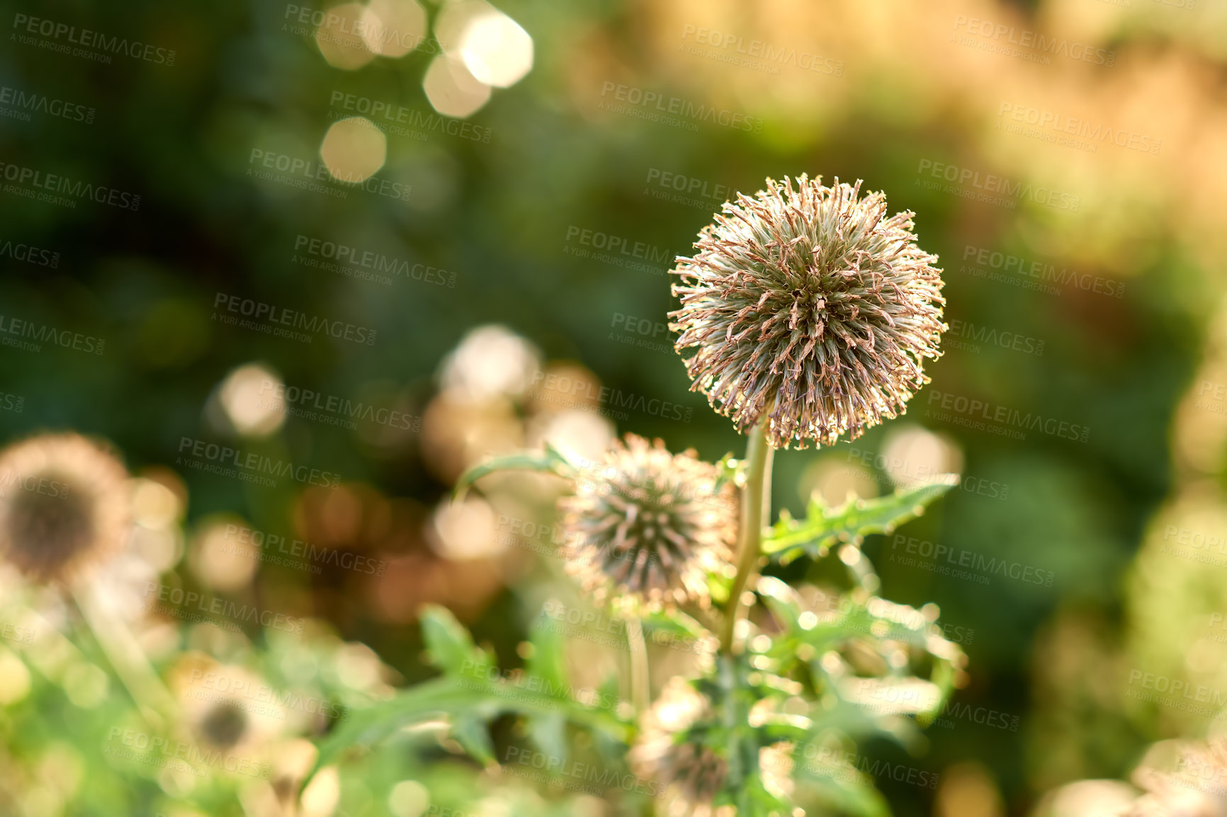 Buy stock photo A series of beautiful garden photos