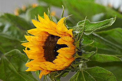 Buy stock photo A series of beautiful garden photos