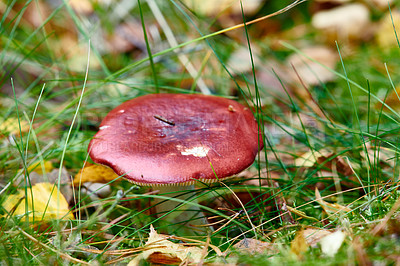 Buy stock photo Closeup of red mushroom fungi or toadstool growing in damp and wet grass in remote forest, woods or meadow field. Texture detail of edible russulaceae used for medicinal herbs and traditional healing