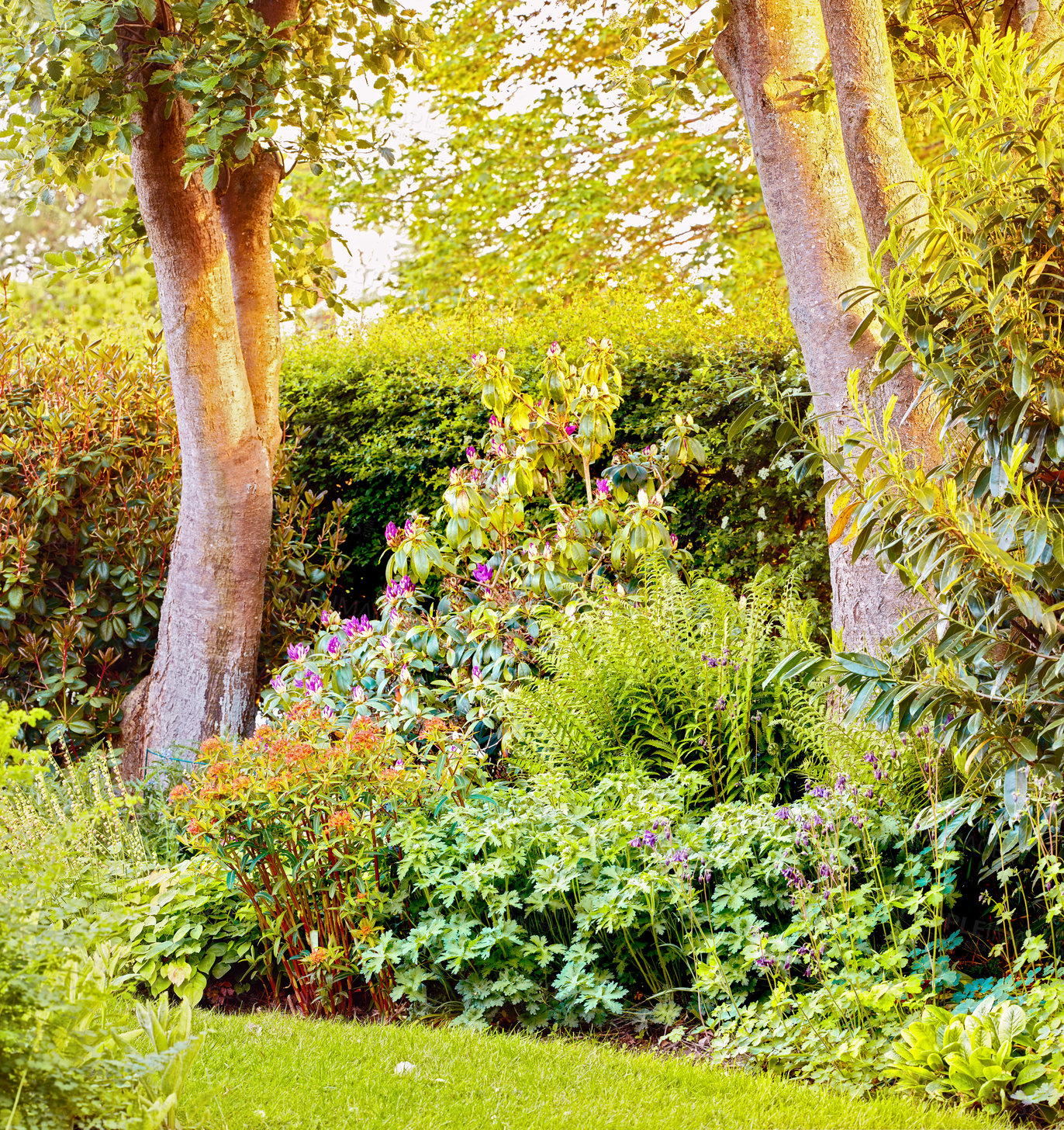 Buy stock photo Colorful garden with different green plants and trees growing in summer outside. Lush backyard with bushes and wild flower with copy space background. Quiet nature scene for landscaping and gardening