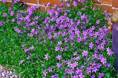 Buy stock photo A series of beautiful garden photos