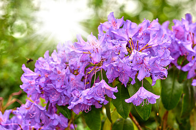 Buy stock photo Rhododendron is a genus of 1,024 species of woody plants in the heath family, either evergreen or deciduous, and found mainly in Asia, although it is also widespread throughout the Southern Highlands of the Appalachian Mountains of North America.