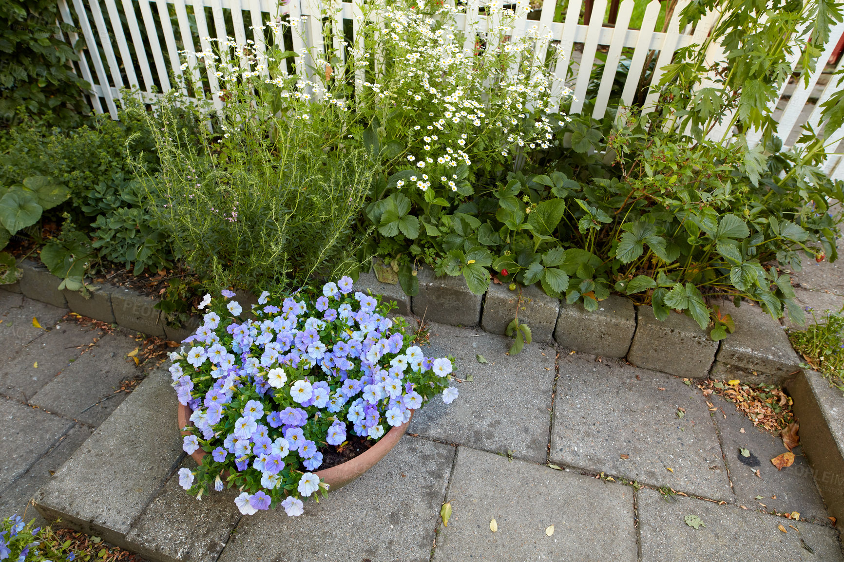 Buy stock photo Flowers, plants and growth with fence on patio for ecology, environment and sustainability. Terrance, leaves and gardening decor for horticulture, eco friendly and backyard with botanical greenery