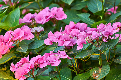 Buy stock photo A series of beautiful garden photos