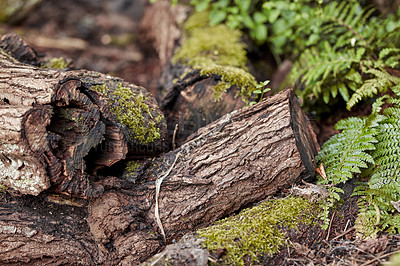 Buy stock photo An old, mossy tree stump in the forest showing a biological lifecycle. Closeup of a tree being cut down for deforestation after erosion. Macro details of wood and bark in the wilderness