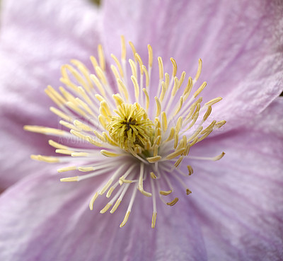 Buy stock photo A series of beautiful garden photos