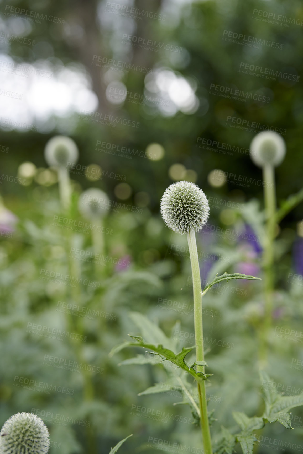 Buy stock photo A series of beautiful garden photos