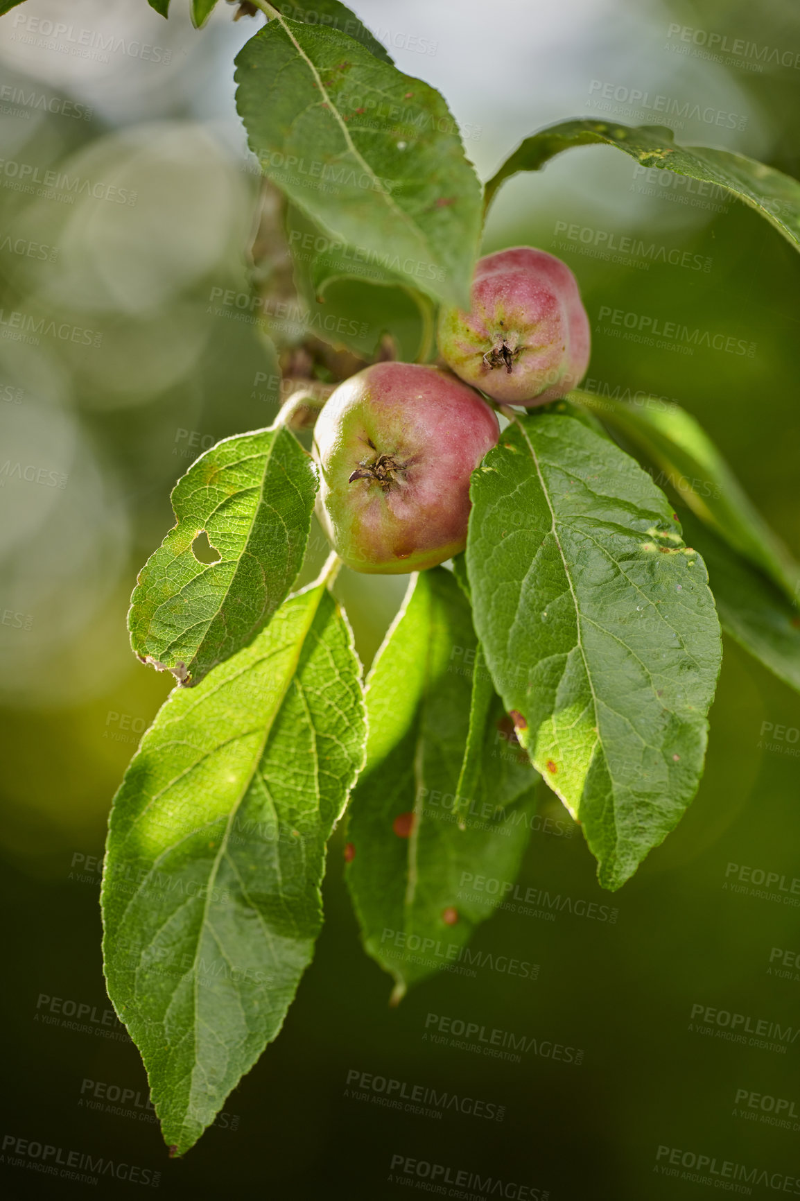 Buy stock photo A series of beautiful garden photos