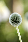 Globe Thistle flowers