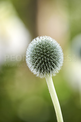 Buy stock photo Wild globe thistle or echinops exaltatus flowers growing in a botanical garden with blurred background and copy space. Closeup of asteraceae species of plants blooming in nature on a sunny day