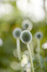 Globe Thistle flowers