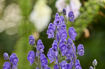 Buy stock photo A series of beautiful garden photos